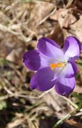 Image result for Wildflower iPhone Purple Cases