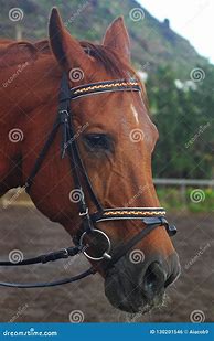 Image result for Traditional Arabian Horse Bridle