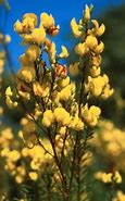 Image result for Cyclopia Plant