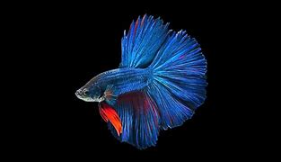 Image result for Blue Betta Fish iPhone Wallpaper