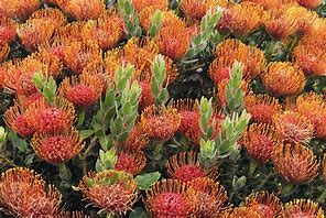 Image result for Neon Red and Orange Flowers