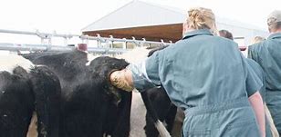 Image result for Cow Palpation