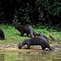 Image result for Giant Otter