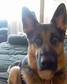 Image result for Funny German Shepherd Dog Memes