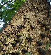 Image result for Most Dangerous Tree
