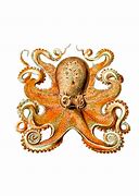 Image result for Octopus Attacking