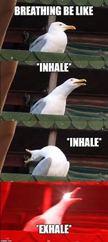 Image result for Seagull Inhale Meme