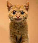 Image result for Funny Orange Cat Pics