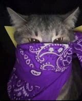 Image result for Cat Under Strawberry Meme