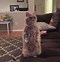 Image result for Standing Cat Meme PFP