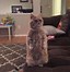 Image result for Cute Cat Standing Meme