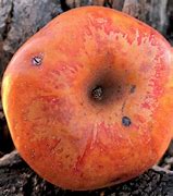 Image result for Orange Apple Fruit