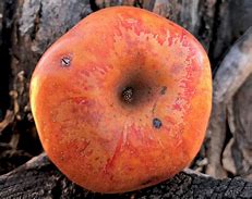 Image result for Quality of Apple's