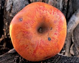 Image result for Apple with Orange Hair