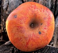 Image result for Apple Is Orange