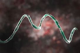 spirochete 的图像结果