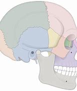 Image result for Skull Bones Lateral View
