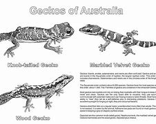 Image result for Biggest Gecko in the World