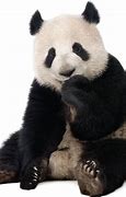 Image result for Giant Panda Standing