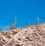 Image result for Trees of the Sonoran Desert in Arizona