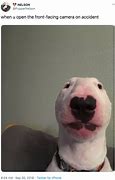 Image result for Animal Staring at Camera Meme