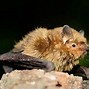 Image result for Harmless Bats