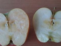 Image result for Oxidized Apple