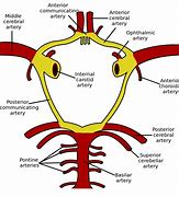 Image result for Circle of Willis