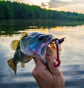Image result for Bass Fishing Lake