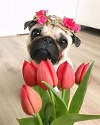 Image result for 1080X1080 Pug Galaxy