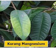 Image result for kekurangan magnesium pada tanaman