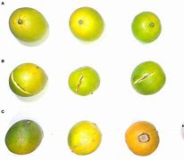 Image result for Bag Fruit Recognition