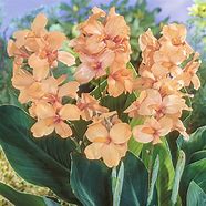 Image result for Canna Apricot Dream