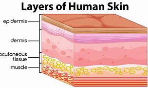 Image result for Skin Diagram Labeled
