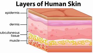 Image result for 2 Tissue Skin Cartoon