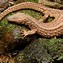 Image result for Black Earless Monitor Lizard