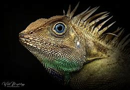 Image result for Lizard with Blue Eyes