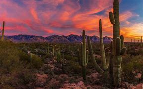 Image result for Arizona Cactus Landscape