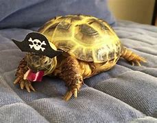 Image result for Pirate Turtle