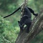 Image result for Rainforest Black Panther
