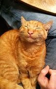 Image result for Orange Cat Smile Meme