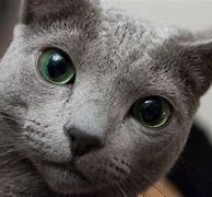 Image result for Russian Blue Memes