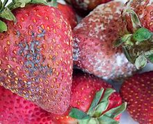 Image result for Rotten Strawberry