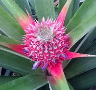 Image result for Pineapple Tree or Bush