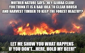 Image result for Forest Fire Meme