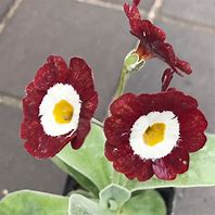 Bildergebnis für Primula auricula Mojave