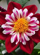 Image result for Red and White Dahlias
