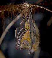 Image result for Egyptian Free-Tailed Bat