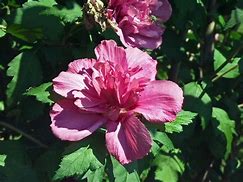 Image result for Hibiscus syriacus Melrose
