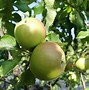 Image result for Blue Tree and Green Apple